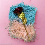 گل رز طلقی 2